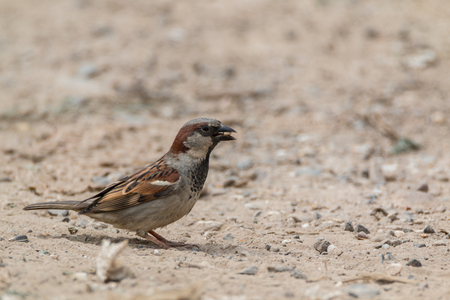 house sparrowの写真素材