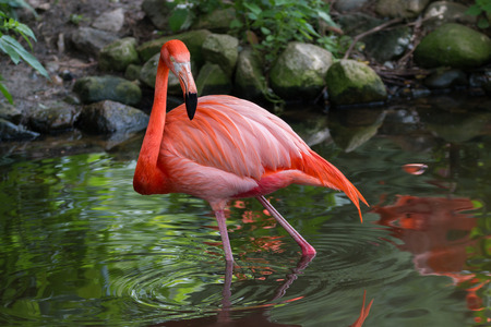 American flamingoの写真素材