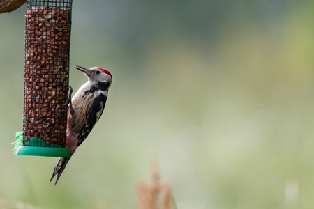 middle-spotted woodpeckerの写真素材