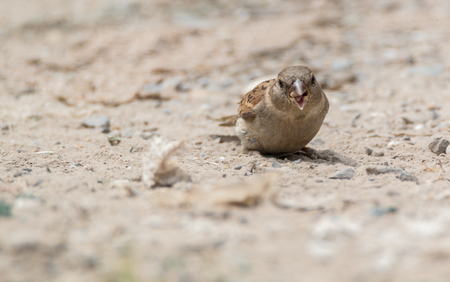 house sparrowの写真素材