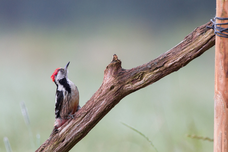 middle-spotted woodpeckerの写真素材