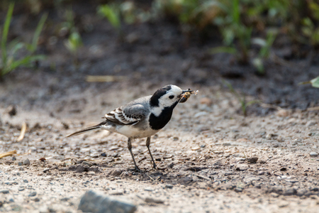 pied wagtailの写真素材