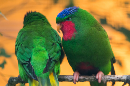Blue-crowned lorikeetの写真素材
