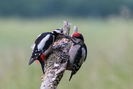 Great Spotted Woodpeckerの写真素材