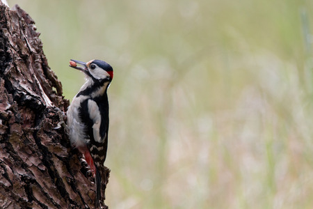 Great Spotted Woodpeckerの写真素材