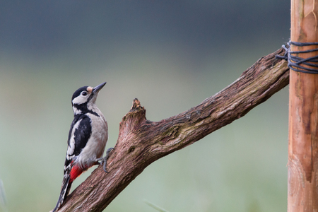 Great Spotted Woodpeckerの写真素材