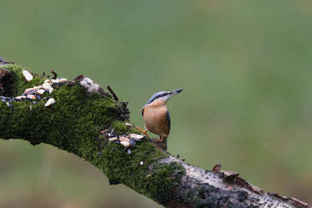 Eurasian nuthatchの写真素材