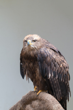 steppe eagle