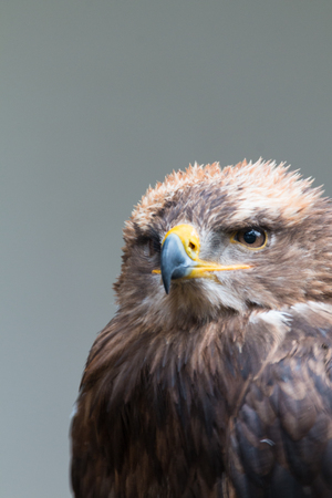 steppe eagleの写真素材