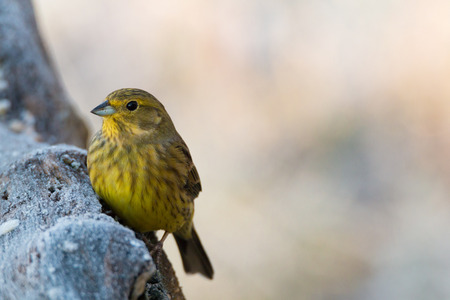 Yellowhammerの写真素材
