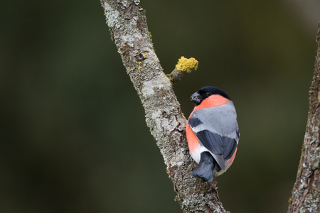 bullfinchの写真素材