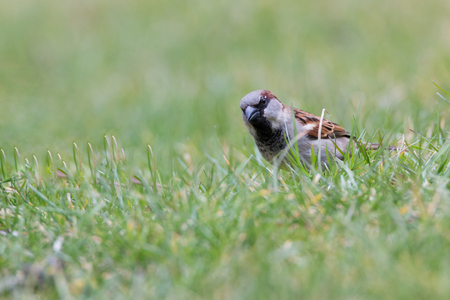 house sparrowの写真素材