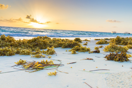 Caribbean beachの写真素材