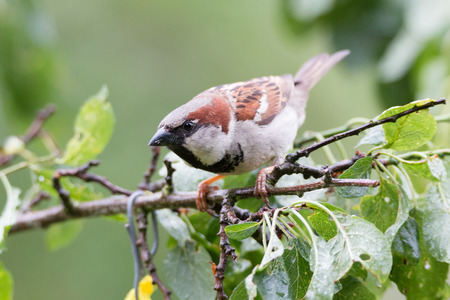sparrowの写真素材