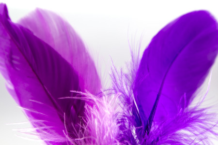 Colorful feathers on the  background.の写真素材