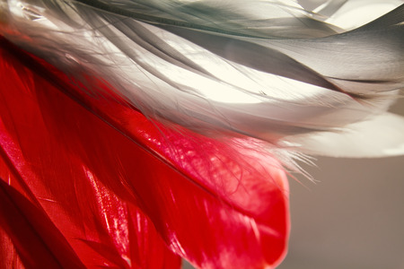 Close-up of feather on background.の写真素材
