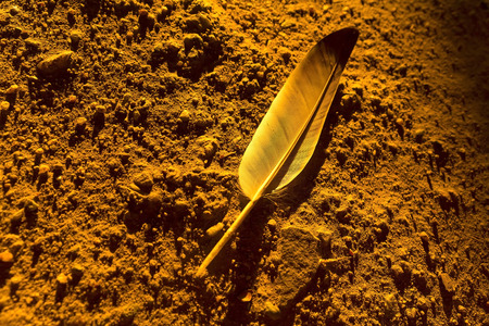 Feather on the ground.