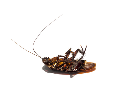 Dead of a cockroach.Isolated on a white background.の写真素材