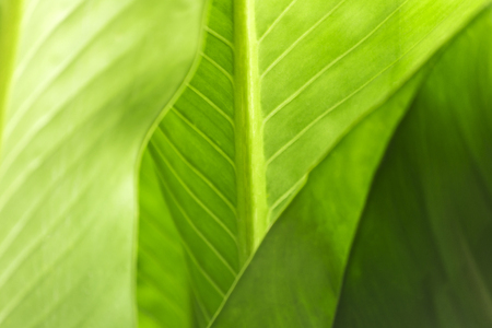 Blurred of leave close-up with light from the sun.
