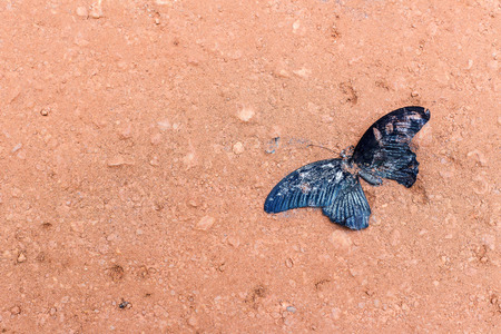 The remains of dead butterflies on the ground. By disrupting the ecology of man.の写真素材