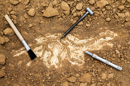 Skeleton and archaeological tools.Training for dig fossil.Simulated same as real digging.の写真素材