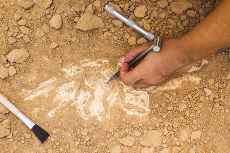 Skeleton and archaeological tools.Training for dig fossil.Simulated same as real digging.の写真素材