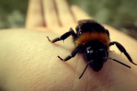 Bee on a handの写真素材