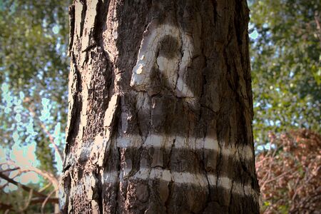 Marked tree to cut downの写真素材