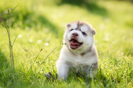 Happy dogの写真素材