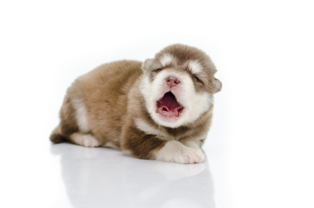 Cute puppy siberian husky howling,isolatedの写真素材