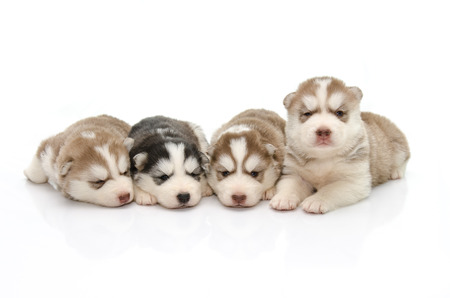 Cute puppy siberian husky on white,isolatedの写真素材