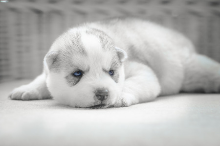 Close up on blue eyes of cute puppyの写真素材