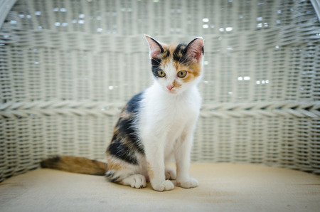 Tri colours kitten sitting on white wicker chairの写真素材