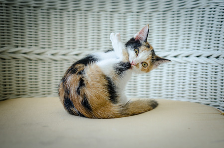 Tri colours kitten sitting on white wicker chairの写真素材