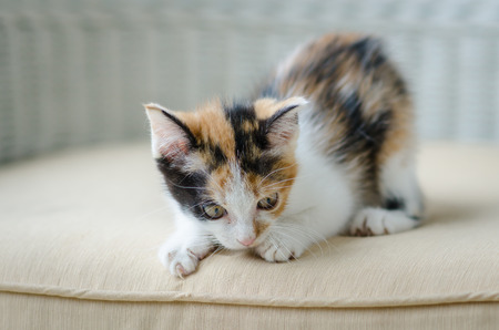 Cute kitten staringの写真素材