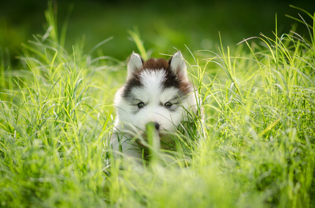 Cute puppy siberian husky howling on grassの写真素材