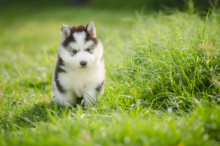 Cute puppy siberian husky howling on grassの写真素材