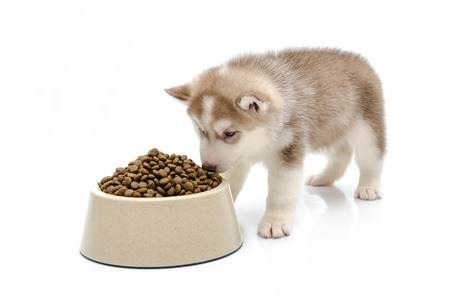 Siberian husky puppy eating foodの写真素材