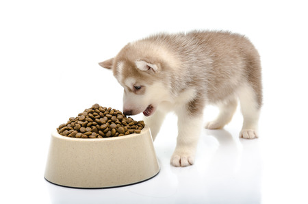 Siberian husky puppy eating foodの写真素材