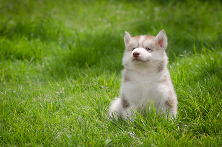 Cute siberian husky puppy on grassの写真素材