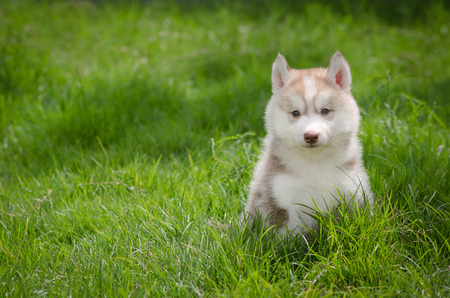 Cute siberian husky puppy on grassの写真素材