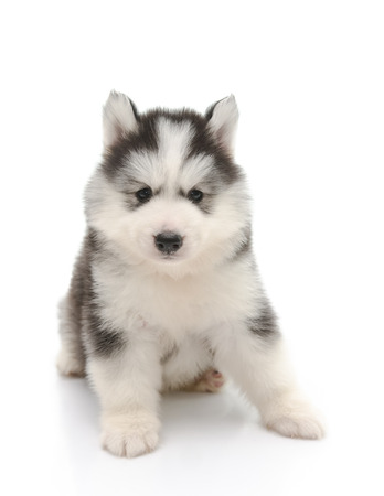 Cute little husky puppy isolated on white backgroundの写真素材
