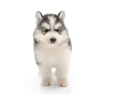 Cute little husky puppy isolated on white backgroundの写真素材
