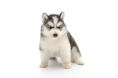 Cute little husky puppy isolated on white backgroundの写真素材