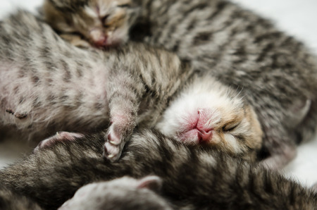 sleeping baby  american short hair kittenの写真素材