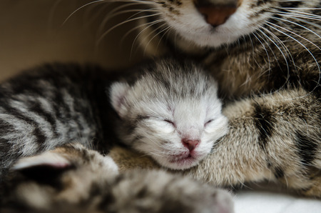 sleeping baby  american short hair kittenの写真素材