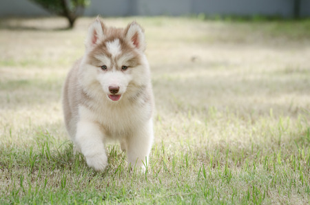Cute little puppy playing in green grassの写真素材