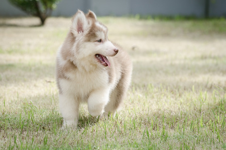 Cute little puppy playing in green grassの写真素材