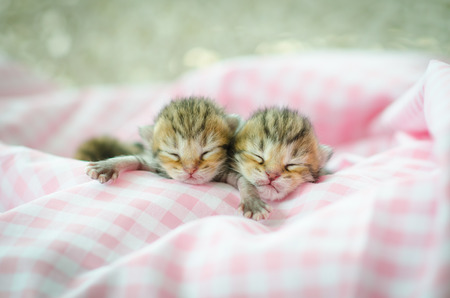 Newborn american shorthair  kitten sleeping on pink table cloathの写真素材