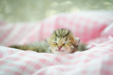 Newborn american shorthair  kitten sleeping on pink table cloathの写真素材